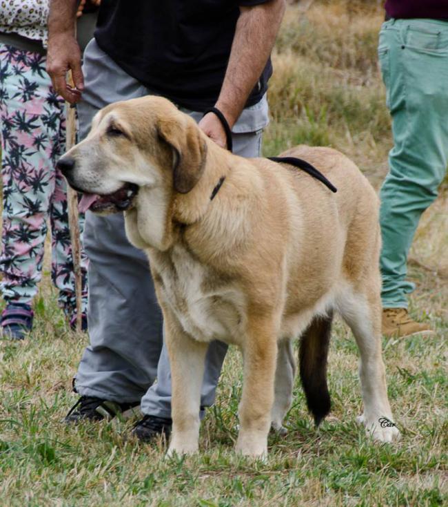 Greta Del Pico San Martin. Mastín Español.