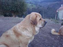 Mastín Español. Pamela De Meandros Del Nora Mastinos.