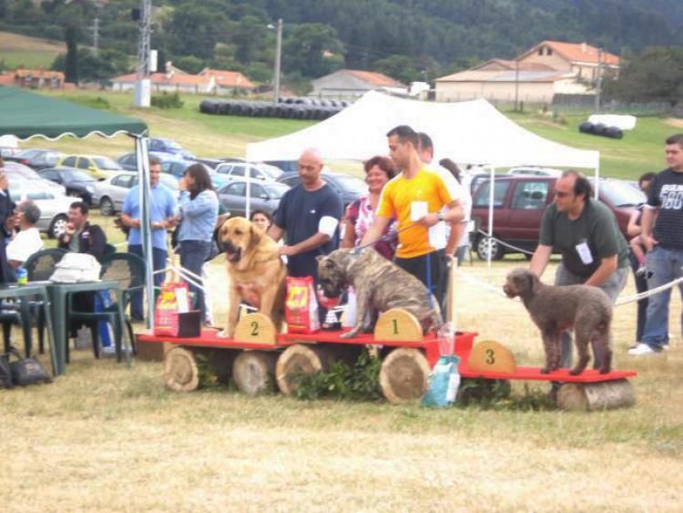 Mastín Español.  Ch. Falo De Autocan.