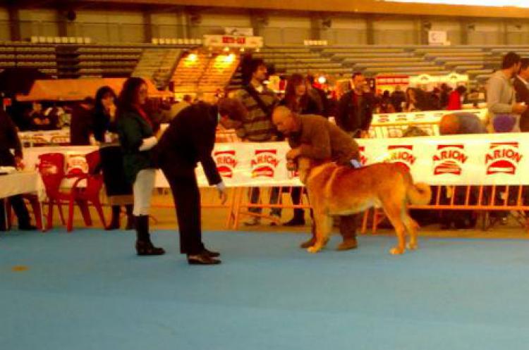 Mastín Español.  Ch. Falo De Autocan.