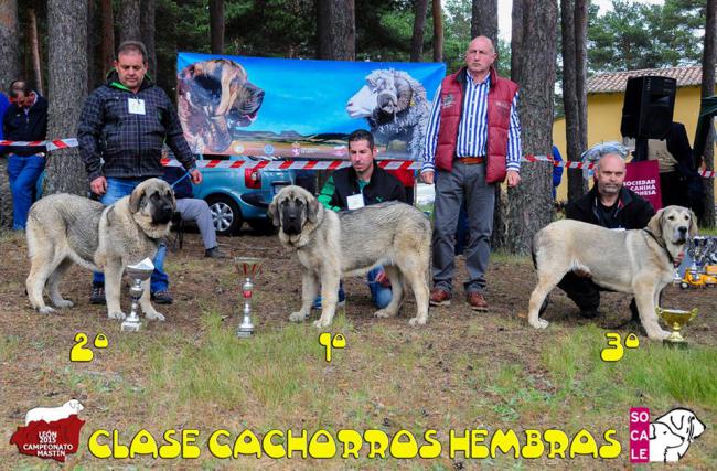 Greta Del Pico San Martin. Mastín Español.