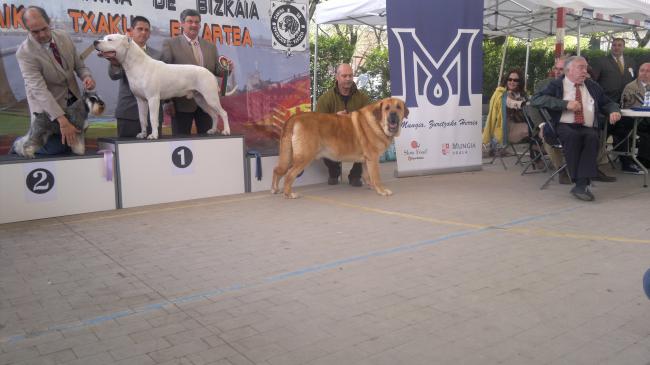 Mastín Español. Mastín Español.