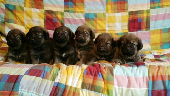 Mastín Español. Camada 2016. Mastín Español. Camada 2016.