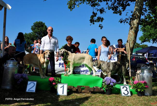 Greta Del Pico San Martin. Mastín Español.