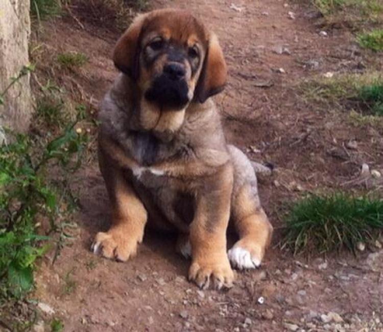 Mastín Español.