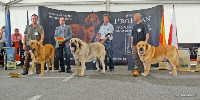 Ch. Falo De Autocan. Mastín Español. Ch. Falo De Autocan. Mastín Español.