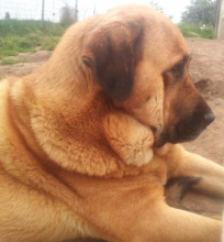 Mastín Español. Engonga Del Picu San Martin.