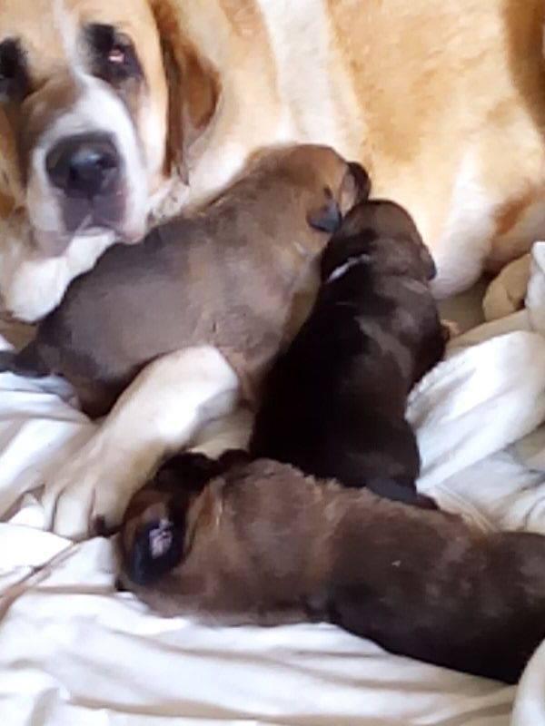 Mastín Español. Camada 2015.