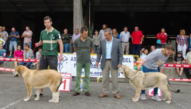 Greta Del Pico San Martin. Mastín Español.