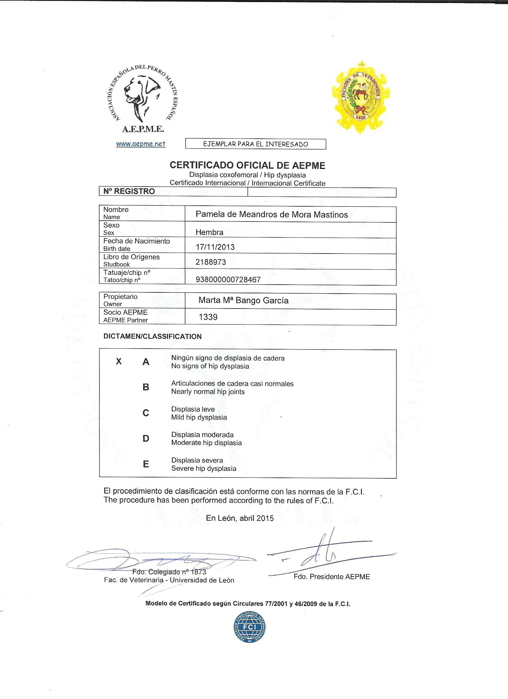 Mastín Español. Pamela De Meandros Del Nora Mastinos.