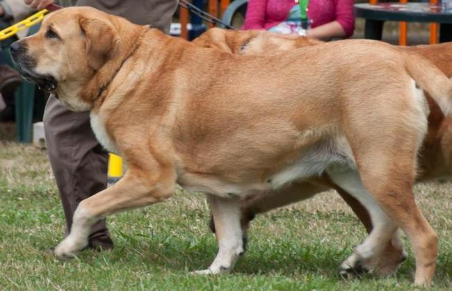 Mastín Español. Bruta I De Autocan.