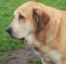 Mastín Español. Abril De Picu San Martín. Mastín Español. Abril De Picu San Martín.