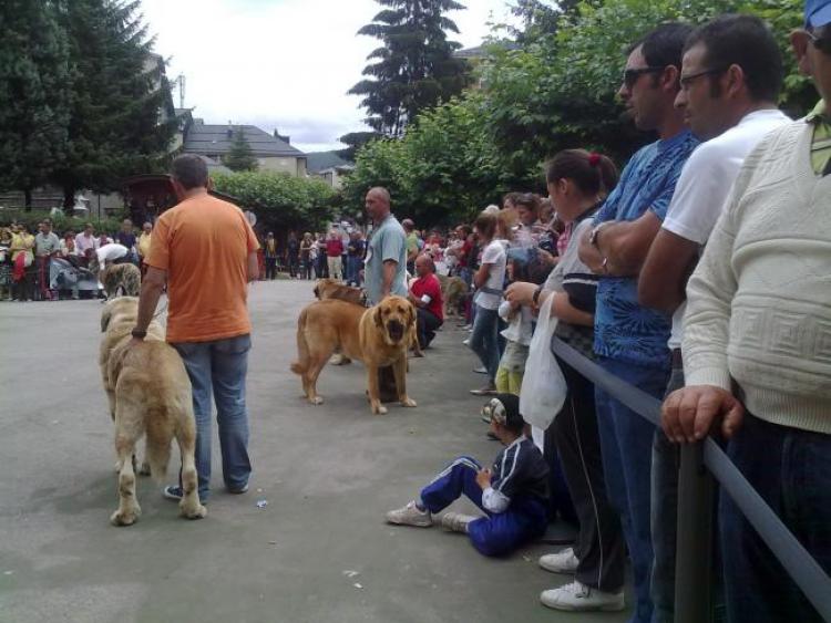 Mastín Español.  Ch. Falo De Autocan.