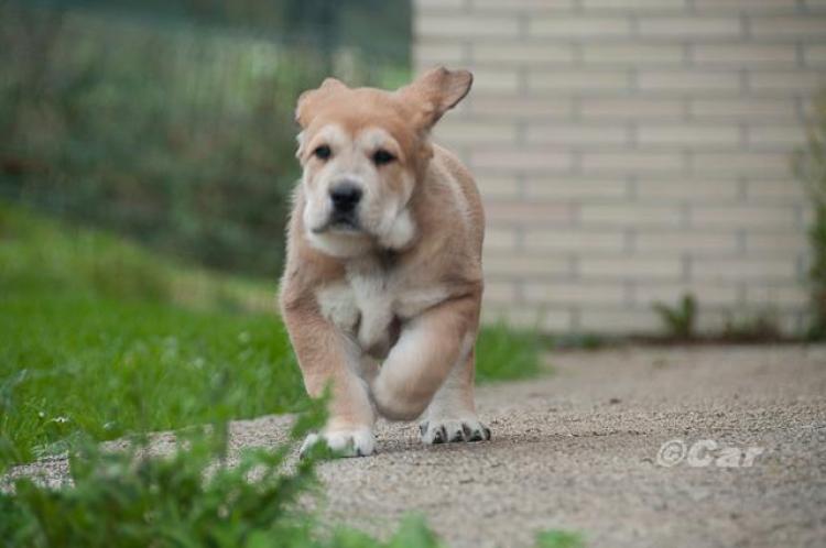 Mastín Español.