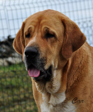 Mastín Español. Bruta De Autocan.