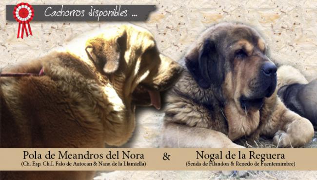 Mastín Español. Camada 1 2016.