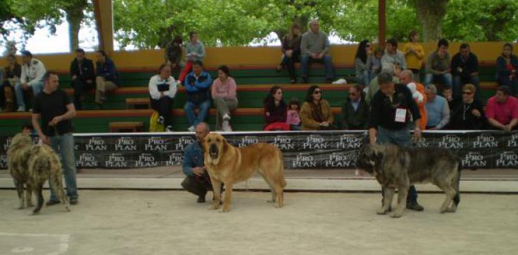 Mastín Español.  Ch. Falo De Autocan.