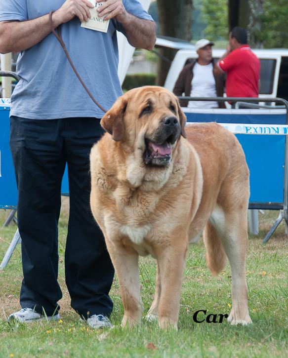 Mastín Español.  Ch. Falo De Autocan.
