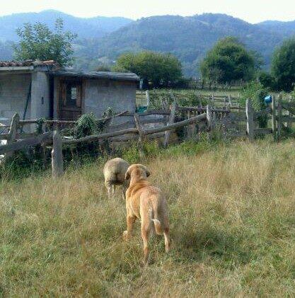 Mastín Español. Mastín Español.