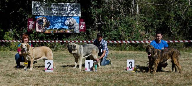 Greta Del Pico San Martin. Mastín Español.