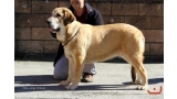 Greta Del Pico San Martin. Mastín Español.