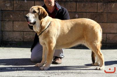 Greta Del Pico San Martin. Mastín Español.