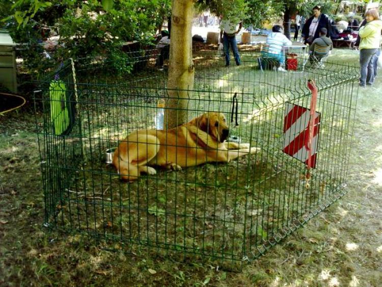 Mastín Español. Ch. Falo De Autocan. Mastín Español. Ch. Falo De Autocan.