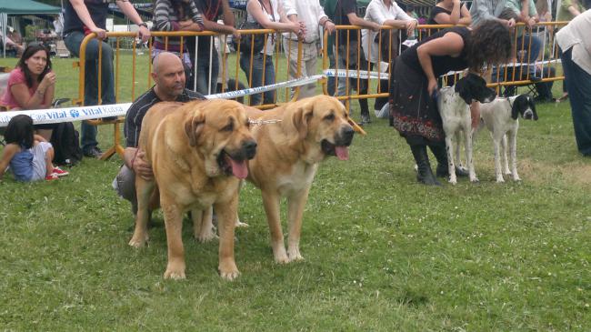 Mastín Español. Mastín Español.