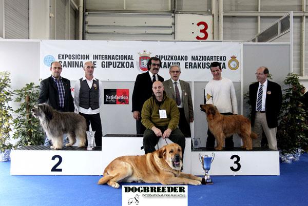 Mastín Español.  Ch. Falo De Autocan.