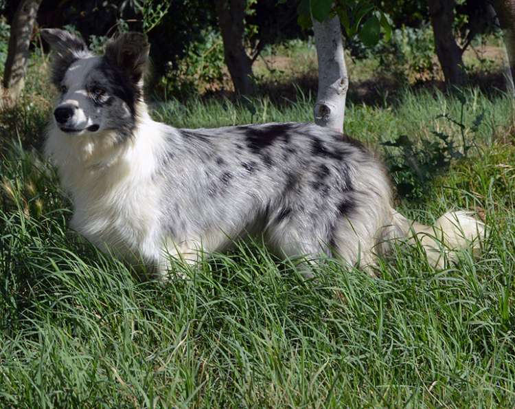 Border Collie. Sweet Home Alabama De Gardelcan.
