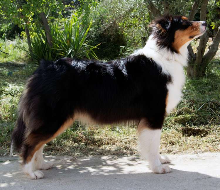 Pastor Australiano. Silver DreamÂ´s AussieÂ´s Ximple The Best.