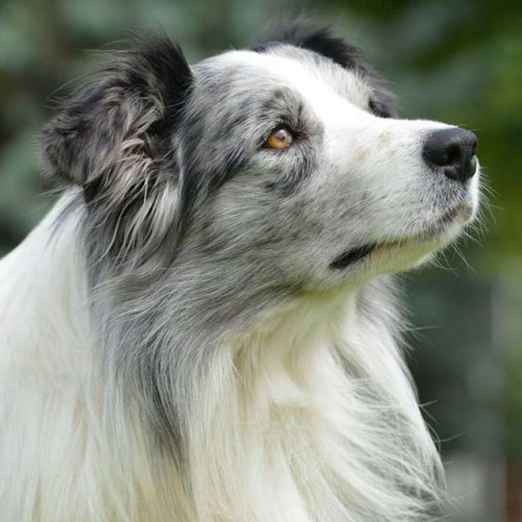 Border Collie. Dasher De Villa Zahara.