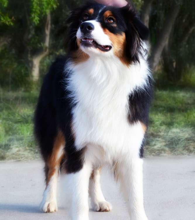 Silver Dream´s Aussie´s Ximple The Best. pastor australiano. Silver Dream Aussie s Ximple The Best