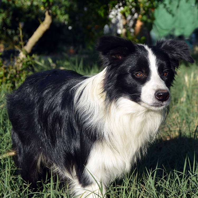 Border Collie. Eyes Of The World Rock Around The Clock