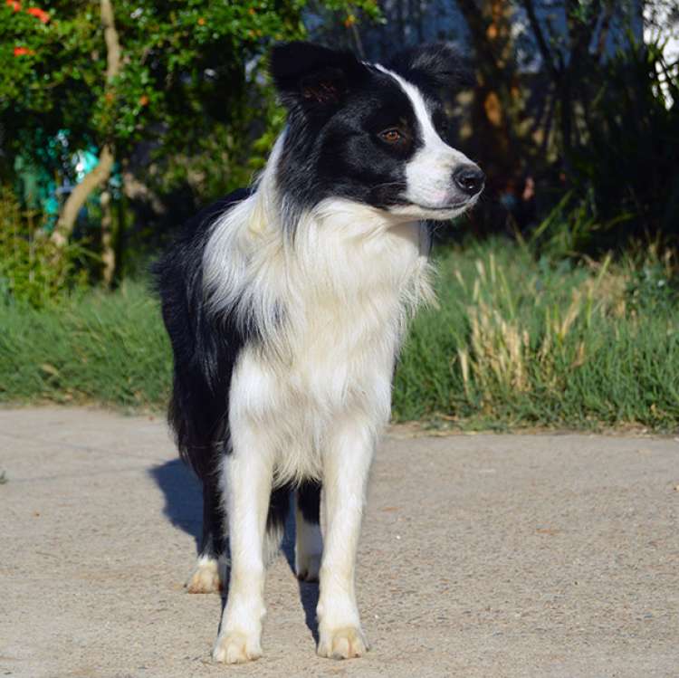 Border Collie. Eyes Of The World Rock Around The Clock.