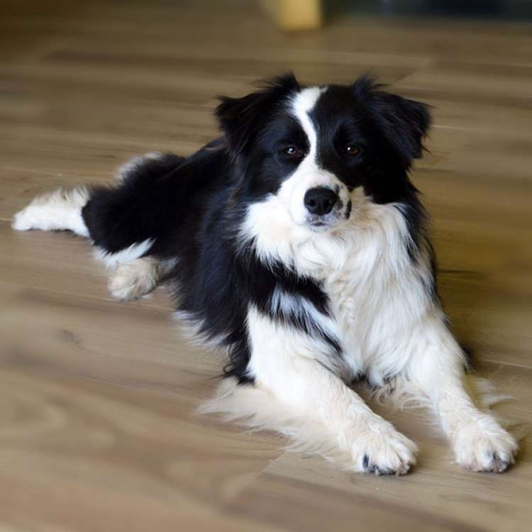 Border Collie. Uba De Los Trastillos. Border Collie. Uba De Los Trastillos.