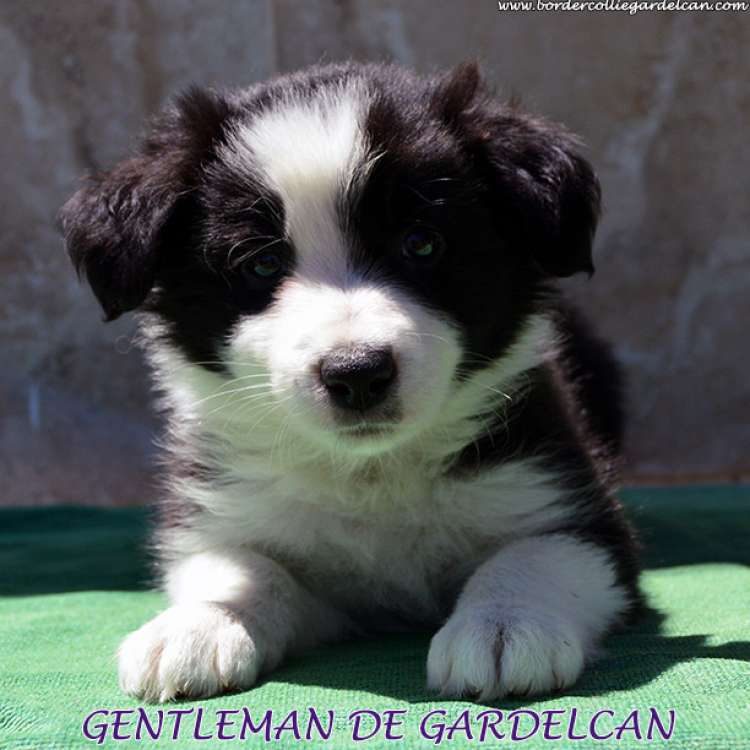 Border Collie. Gentleman De Gardelcan.