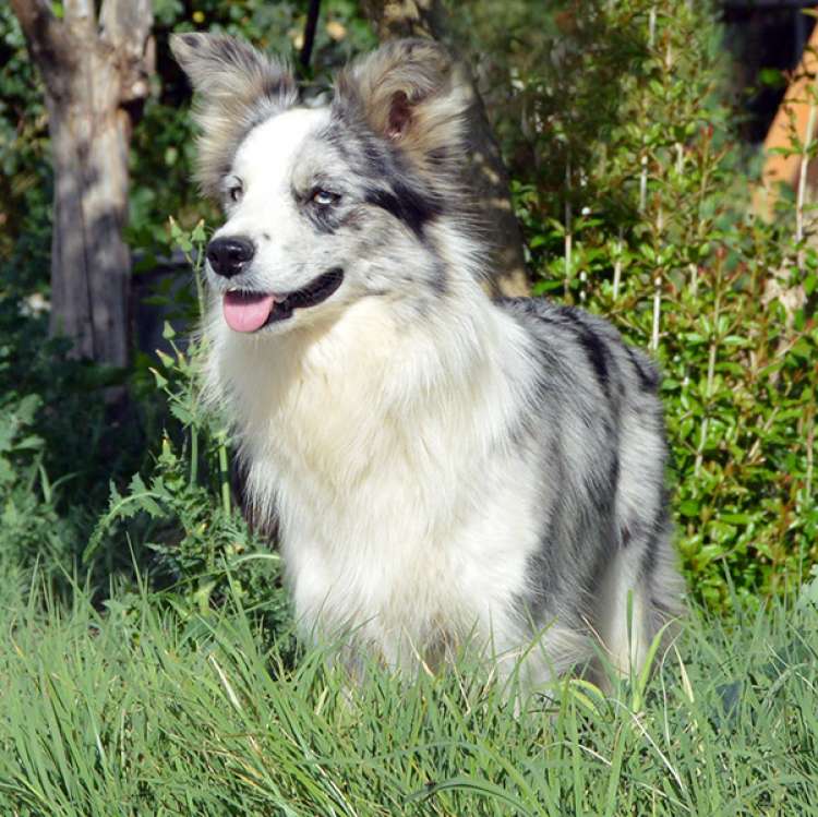 Border Collie. Sweet Home Alabama de Gardelcan Border Collie. Sweet Home Alabama de Gardelcan