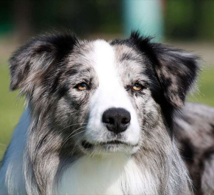 Border Collie. Dasher De Villa Zahara. Border Collie. Dasher De Villa Zahara.