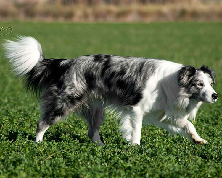 Dasher De Villa Zahara. Border Collie.