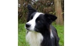 Border Collie. Eyes Of The World Save The Last Dance For Me.
