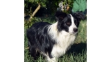 Border Collie. Eyes Of The World Rock Around The Clock Border Collie. Eyes Of The World Rock Around The Clock
