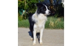 Border Collie. Eyes Of The World Rock Around The Clock. Border Collie. Eyes Of The World Rock Around The Clock.