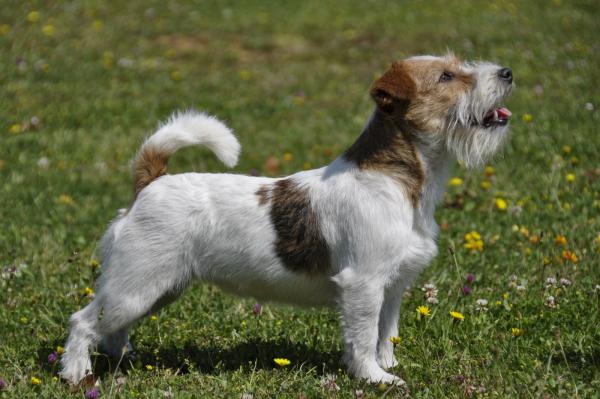 Jack Russell Terrier.   Q-cus en el recuerdo de Cannatura (11 meses)