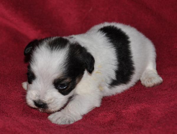 Jack Russell Terrier. Cannatura Apple