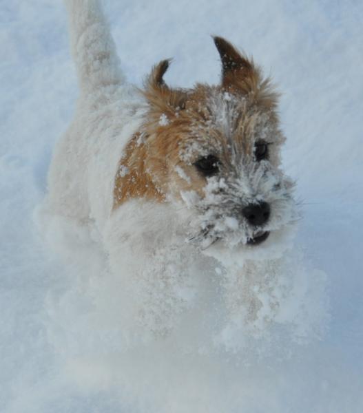 Jack Russell Terrier. Quasimodo de Cannatura con 4 meses en su primera nevada (Multi Ch. Touchstar Vojager x Honey Rasta de Cannatura)