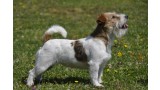 Jack Russell Terrier.   Q-cus en el recuerdo de Cannatura (11 meses)
