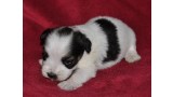 Jack Russell Terrier. Cannatura Apple
