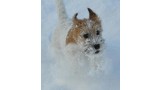 Jack Russell Terrier. Quasimodo de Cannatura con 4 meses en su primera nevada (Multi Ch. Touchstar Vojager x Honey Rasta de Cannatura)