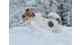Jack Russell Terrier.  Q-cus de Cannatura con 4 meses en su primera nevada